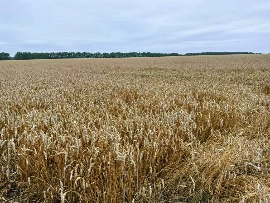 пшеницу 3 класс чп не ниже 200  в Новосибирске и Новосибирской области