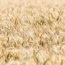 В Новосибирской области увеличивается профицит зерна и растут объемы экспорта