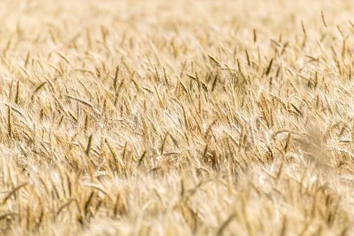 Таджикистан, Польша и Турция начали покупать новосибирское зерно в 2021 году - Минсельхоз 
