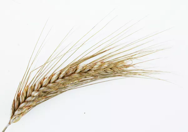 Аграриям из Сибири предоставят льготы на перевозку зерна