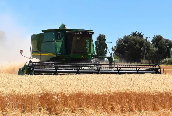Новосибирская область ожидает снижения урожая зерна из-за засухи на 30-40%