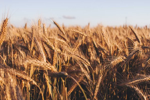 Продовольственная пшеница составляет 78 процентов нового урожая в Новосибирской области