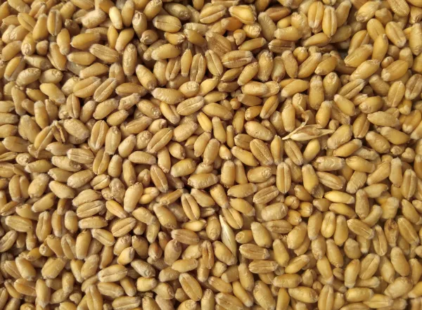 Семена пшеницы с космического корабля показали 100% всхожесть