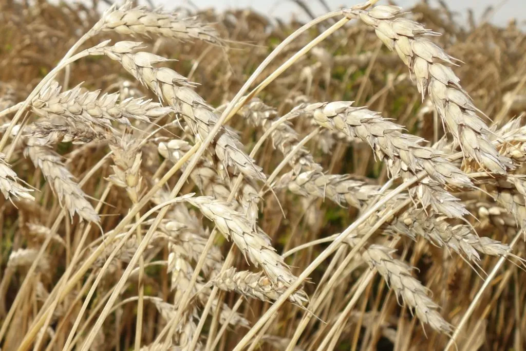 фотография продукта Семена пшеницы новосибирская 18 ос элита
