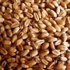 пшеница 4 класса. Протеин 11.50 в Новосибирске