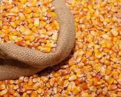 купим Фуражную кукурузу на экспорт в КНР в Новосибирске