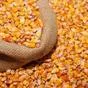купим Фуражную кукурузу на экспорт в КНР в Новосибирске