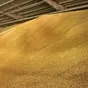 хПП закупает пшеницу 3,4,5 класс, ячмень в Новосибирске