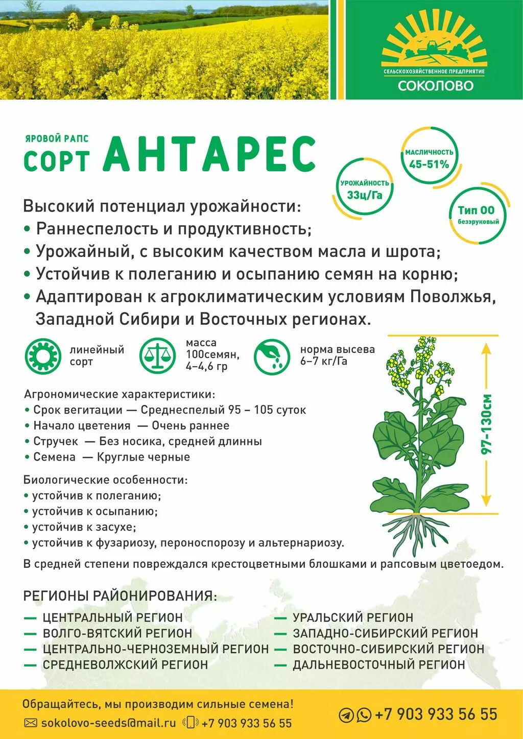 семена ярового рапса антарес элита в Новосибирске и Новосибирской области
