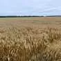 пшеницу 3 класс чп не ниже 200  в Новосибирске и Новосибирской области